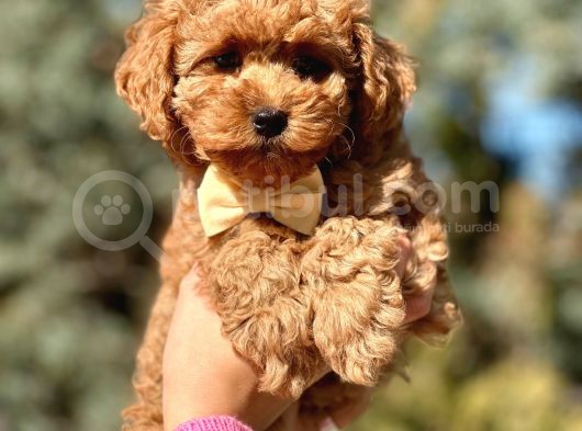 Orjinal Toy Poodle Yavrular görsel