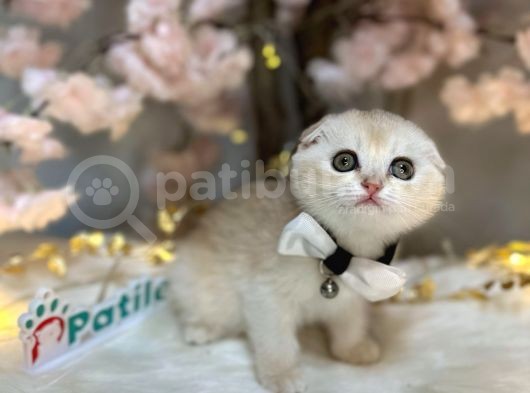 Nadi̇r Renk Scotti̇sh Fold Ay11 görsel