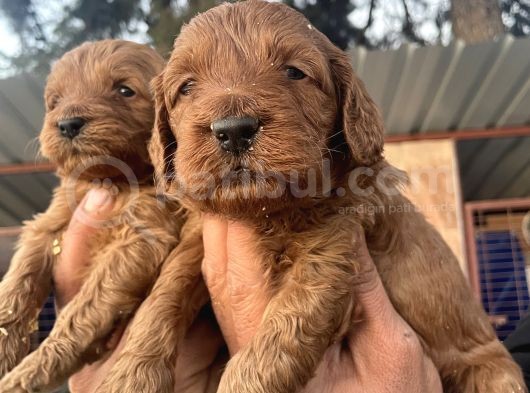 Safkan Irk Cockapoo Yavrularimiz görsel