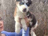 Irk Ve Sağlik Garanti̇li̇ Mükemmel Husky Yavrularimiz