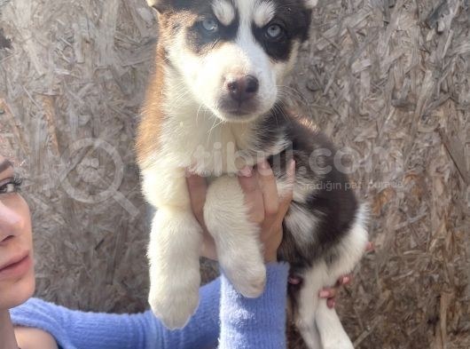 Irk Ve Sağlik Garanti̇li̇ Mükemmel Husky Yavrularimiz görsel