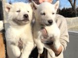 Irk Ve Sağlik Garanti̇li̇ Mükemmel Husky Yavrularimiz