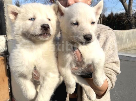 Irk Ve Sağlik Garanti̇li̇ Mükemmel Husky Yavrularimiz görsel