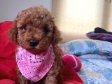 Safkan Toy Poddle Yavrular