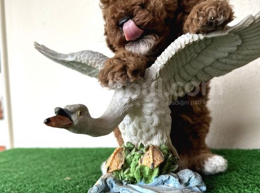 Toy Poodle Tüy Dökmez Orjinal Safkan Kahverengi Kaniş görsel