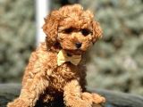 Orjinal Toy Poodle yavrular