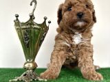 Toy Poodle Tüy Dökmez Orjinal Safkan Kahverengi Kaniş