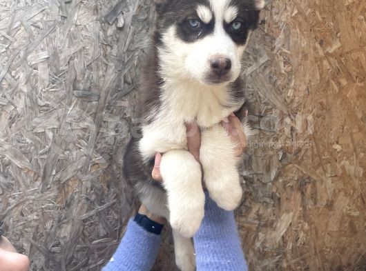 Irk Ve Sağlik Garanti̇li̇ Mükemmel Husky Yavrularimiz