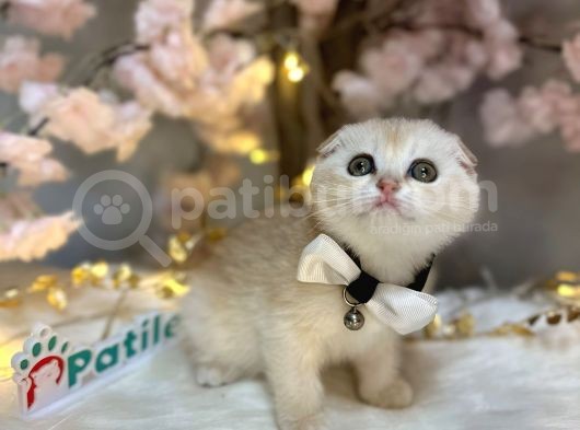 Nadi̇r Renk Scotti̇sh Fold Ay11 görsel