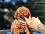 Irkının En Iyisi Orjinal Toy Poodle Yavrular