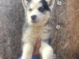 Irk Ve Sağlik Garanti̇li̇ Mükemmel Husky Yavrularimiz