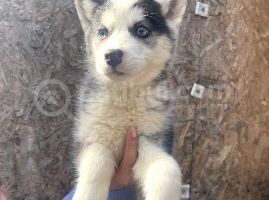 Irk Ve Sağlik Garanti̇li̇ Mükemmel Husky Yavrularimiz görsel