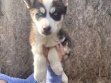 Irk Ve Sağlik Garanti̇li̇ Mükemmel Husky Yavrularimiz
