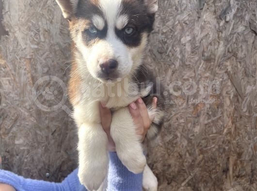 Irk Ve Sağlik Garanti̇li̇ Mükemmel Husky Yavrularimiz görsel