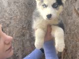 Irk Ve Sağlik Garanti̇li̇ Mükemmel Husky Yavrularimiz