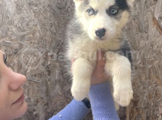 Irk Ve Sağlik Garanti̇li̇ Mükemmel Husky Yavrularimiz görsel