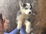 Irk Ve Sağlik Garanti̇li̇ Mükemmel Husky Yavrularimiz