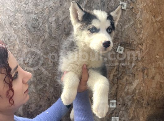 Irk Ve Sağlik Garanti̇li̇ Mükemmel Husky Yavrularimiz görsel