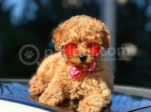 Red Brown Toy Poodle görsel