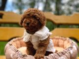 Mutluluk Kaynaği Red Brown Toy Poodle Bebekler