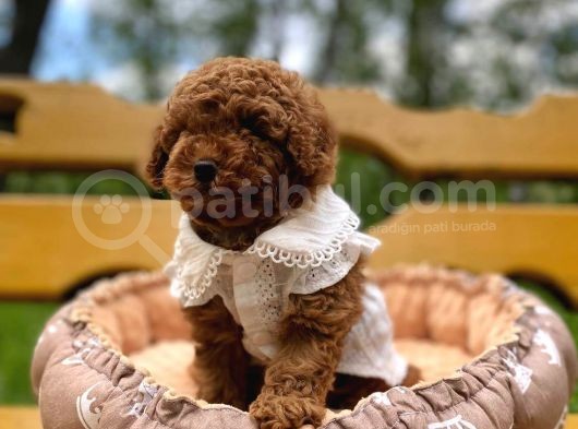 Mutluluk Kaynaği Red Brown Toy Poodle Bebekler görsel