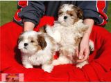 Vonalpet Garanti̇si̇yle Mükemmel Kali̇tede Shi̇h Tzu  Yavrularimiz