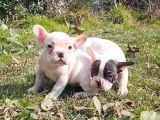 VONALPET GARANTİSİYLE MÜKEMMEL KALİTEDE FRENCH BULLDOG   YAVRULARIMIZ