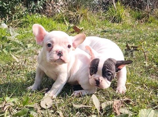 Vonalpet Garanti̇si̇yle Mükemmel Kali̇tede French Bulldog   Yavrularimiz