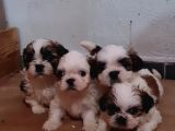 Vonalpet Garanti̇si̇yle Mükemmel Kali̇tede Shi̇h Tzu  Yavrularimiz
