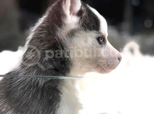 Vonalpet Garanti̇si̇yle Mükemmel Kali̇tede Si̇bi̇rya Kurdu (Husky)  Yavrularimiz