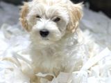 Muhteşem Maltese Terri̇er Yavrulari