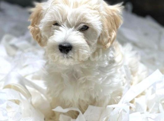 Muhteşem Maltese Terri̇er Yavrulari görsel