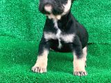 Hari̇ka Anatomi̇ Black - Tan French Bulldog