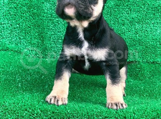 Hari̇ka Anatomi̇ Black - Tan French Bulldog görsel
