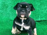 Hari̇ka Anatomi̇ Black - Tan French Bulldog