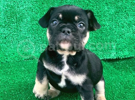 Hari̇ka Anatomi̇ Black - Tan French Bulldog görsel