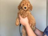 IRK STANDARTLARI HARİKASI POODLE YAVRULAR