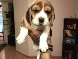 Beagle Yavrularım Sağlık Ve Irk Garantilidir