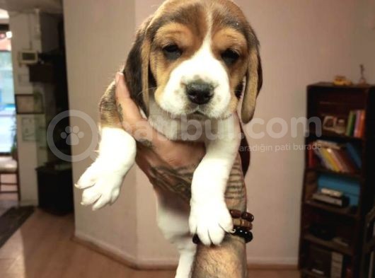 Beagle Yavrularım Sağlık Ve Irk Garantilidir görsel