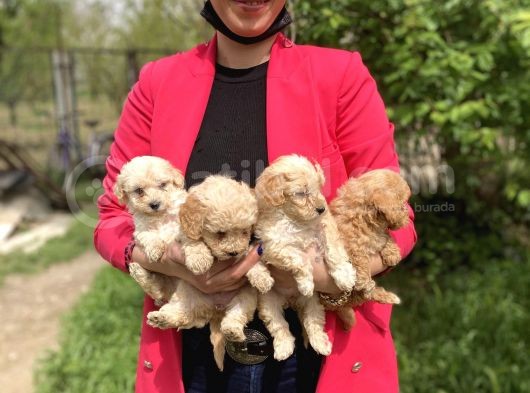 Maltipoo Red Yavrularım Sağlık Ve Irk Garantilidir