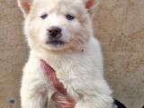 Mavi Gözlü Orjinal Husky/ Sibirya Yavrular