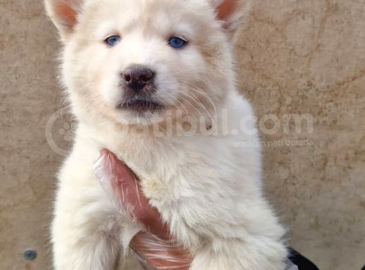 Mavi Gözlü Orjinal Husky/ Sibirya Yavrular görsel