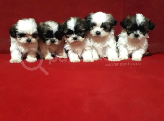 Orjinal Shih Tzu Yavrular