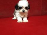 Orjinal Shih Tzu Yavrular