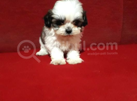 Orjinal Shih Tzu Yavrular görsel