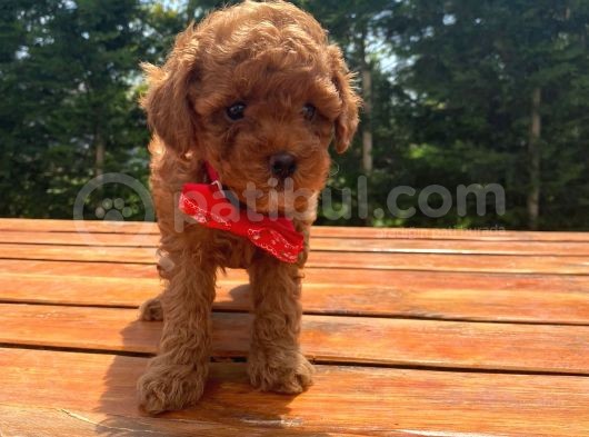 Irk Garantili Toy Poodle Yavrular görsel