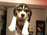 Beagle Yavrularım Sağlık Ve Irk Garantilidir