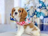 Yeni Yuvalarına Gitmeye Hazır Cavalier King Charles Yavrular