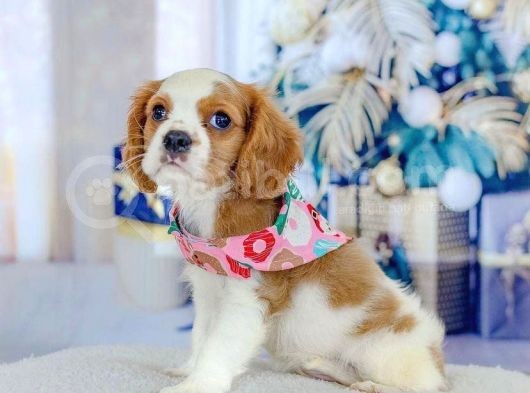 Yeni Yuvalarına Gitmeye Hazır Cavalier King Charles Yavrular görsel