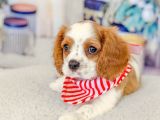 Evinizin Yeni Neşesi Cavalier King Charles Yavruları